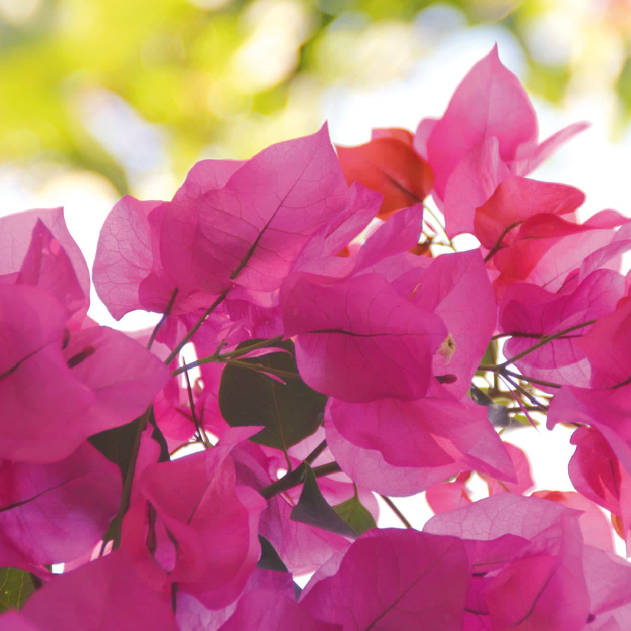 jacobs touristik international bringt sie an den Gardasee.